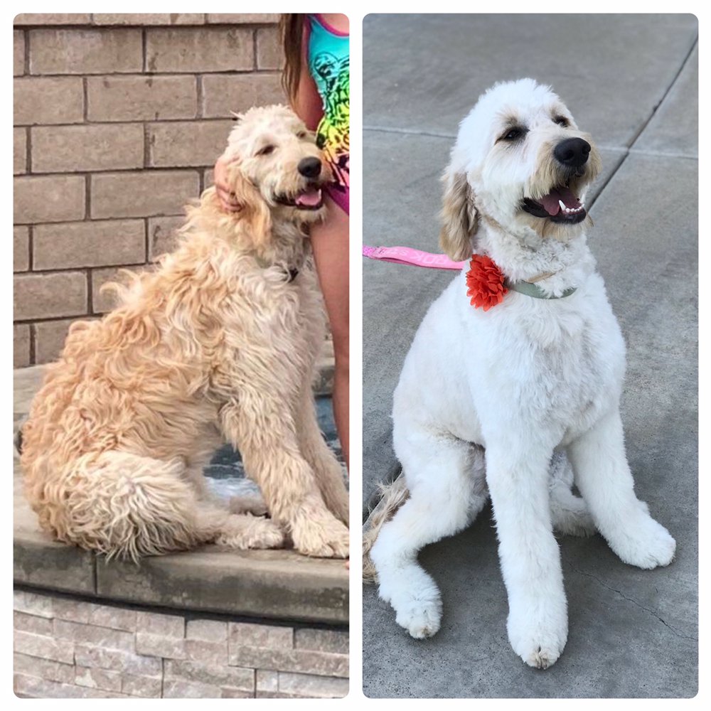 ZEN GROOMING Updated July 2024 32 Photos & 10 Reviews Temecula