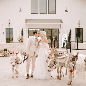 Bella Cavalli Events - Donkeys - Venues & Event Spaces Near Me - Aubrey, Texas Bella Cavalli Events - Donkeys - Venues & Event Spaces Near Me - Aubrey, Texas