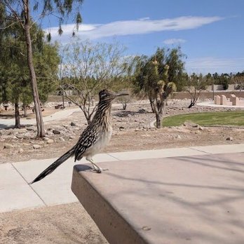Sunset Park - Beautiful roadrunner - Dog Parks Near Me - Las Vegas, Nevada