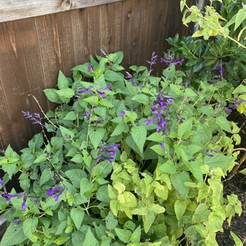 HyperMotion Design & Landscape - Salvia aka Black & Blues - Landscaping Near Me - McKinney, Texas