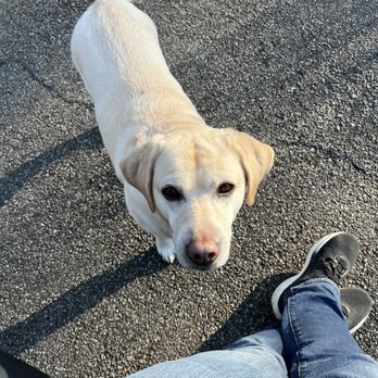 Details by Lisa - Pet Groomers Near Me - Boonton, New Jersey Details by Lisa - Pet Groomers Near Me - Boonton, New Jersey