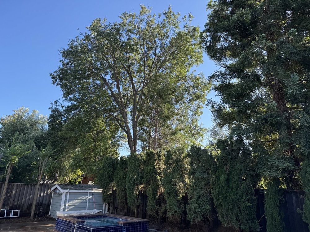 Francisco's Full Tree Service - tree service in San Jose, CA