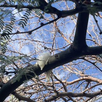 Vivan Los Arboles - Foamy flux! We are able to diagnose and treat all kinds of infections and illnesses that may come over your beloved tree. - Tree Services Near Me Vivan Los Arboles - Foamy flux! We are able to diagnose and treat all kinds of infections and illnesses that may come over your beloved tree. - Tree Services Near Me