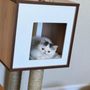 Ikitty Cats