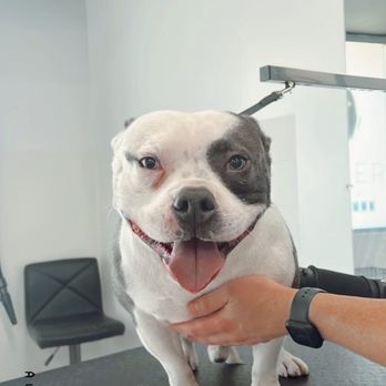 Premier Pet Spa - 3 year old American Bully - Pet Groomers Near Me Premier Pet Spa - 3 year old American Bully - Pet Groomers Near Me