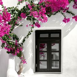 Walgreens - Santorini window