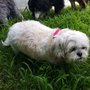 Photo of Pet Sitting By Pam