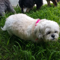 Pet Sitting By Pam