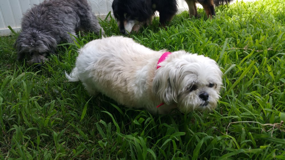Pet Sitting By Pam - pet boarding facility in Matthews, NC
