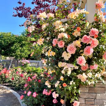 Natomas Rose Garden - 4/30/23: garden still mostly dormant but there are spots that really enjoyed the recent heat wave :) - Parks Near Me - Sacramento, California Natomas Rose Garden - 4/30/23: garden still mostly dormant but there are spots that really enjoyed the recent heat wave :) - Parks Near Me - Sacramento, California