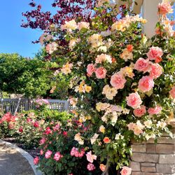 Natomas Rose Garden - 4/30/23: garden still mostly dormant but there are spots that really enjoyed the recent heat wave :)