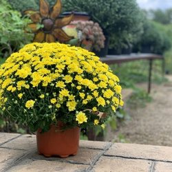 Meador's Garden Center & Landscaping