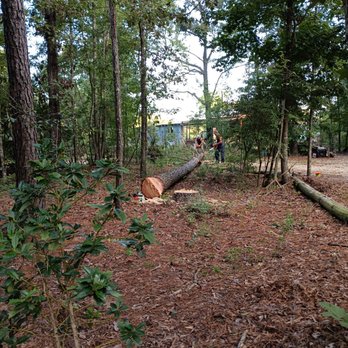 Tarzan Tree Service - Tree Services Near Me - Lumberton, Mississippi Tarzan Tree Service - Tree Services Near Me - Lumberton, Mississippi