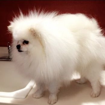 Pomeranian Friends - Sweeties stud service - Pet Breeders Near Me - Corona, California Pomeranian Friends - Sweeties stud service - Pet Breeders Near Me - Corona, California