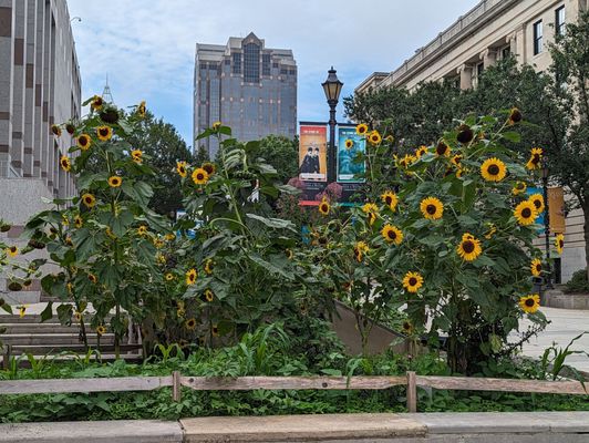 North Carolina Museum of Natural Sciences by null