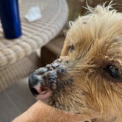 Animal Care Hospital - Scabbed and singed hairs