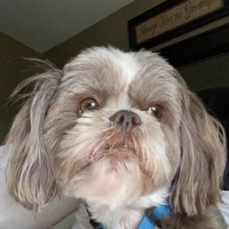 My lil guy before grooming My lil guy before grooming