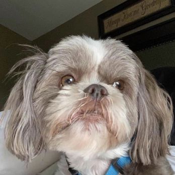 Pahrump grooming - My lil guy before grooming - Pet Groomers Near Me - Pahrump, Nevada Pahrump grooming - My lil guy before grooming - Pet Groomers Near Me - Pahrump, Nevada