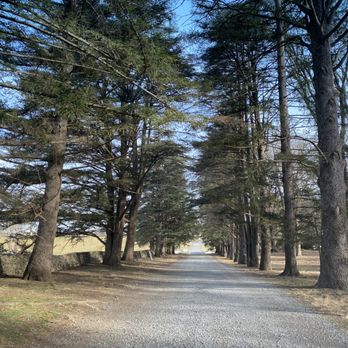 State Arboretum of Virginia - Cedars of Lebanon - Parks Near Me - Boyce, Virginia State Arboretum of Virginia - Cedars of Lebanon - Parks Near Me - Boyce, Virginia
