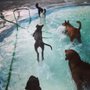 Photo of Arfington Pet Resort