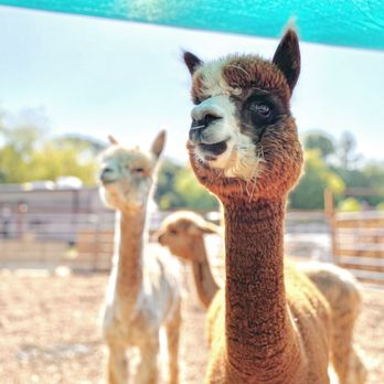 Fermata Farm and Cafe - The alpacas! Shadrach, Meshach, and Abednego! - Coffee & Tea Near Me - Thousand Oaks, California