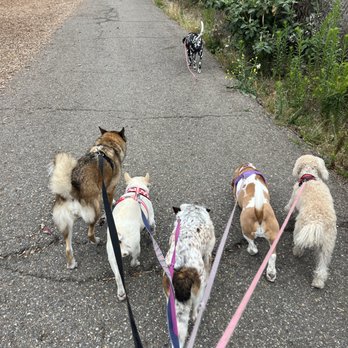 Chloe’s Canines - Dog Walkers Near Me Chloe’s Canines - Dog Walkers Near Me
