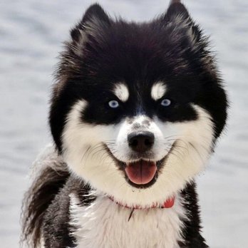 Pooch Parlor - Maleficent is smiling in this photo because she loves the way Chelsea grooms her. - Pet Groomers Near Me - Leonia, New Jersey
