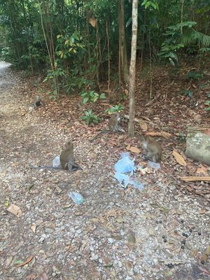 MacRitchie Reservoir by null