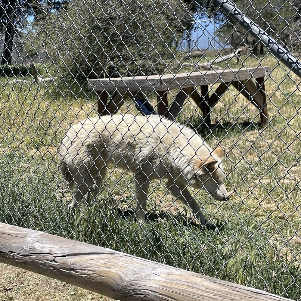 California Wolf Center - Zoos Near Me - Julian, California California Wolf Center - Zoos Near Me - Julian, California
