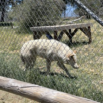 California Wolf Center - Zoos Near Me - Julian, California