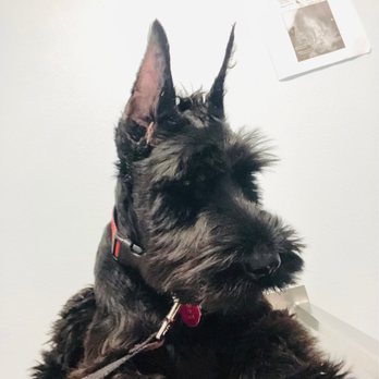 Bubbly Bubbles Mobile Pet Grooming - Pet Groomers Near Me Bubbly Bubbles Mobile Pet Grooming - Pet Groomers Near Me