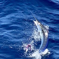Fish Maui - Marlin