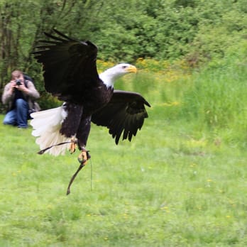 Pacific Northwest Raptors - Demonstration - Active Life Near Me - Duncan, British Columbia
