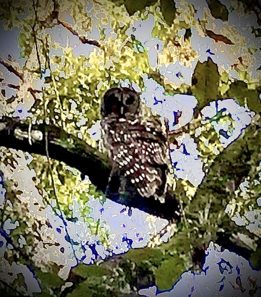 Jay B Starkey Wilderness Park Image