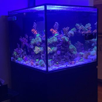 Valley Aquatics - My happy, well cared for reef tank! - Aquarium Services Near Me Valley Aquatics - My happy, well cared for reef tank! - Aquarium Services Near Me