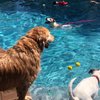PAWnderosa Dog Ranch gift card