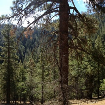 Tehachapi Mountain Park - Hiking Near Me - Tehachapi, California