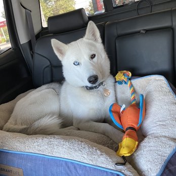 Hooters - a dog in the back seat of a car - Chicken Wings Near Me - Garland, Texas Hooters - a dog in the back seat of a car - Chicken Wings Near Me - Garland, Texas