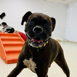 The Grateful Dog - Smiling at The Grateful Dog