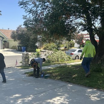 B&M Tree Service - They sent a large team and as you can see, the tree looks terrible. - Tree Services Near Me B&M Tree Service - They sent a large team and as you can see, the tree looks terrible. - Tree Services Near Me