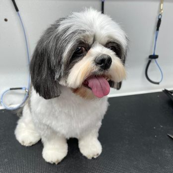 Mobile Pet Grooming Spa - My dog - Pet Groomers Near Me Mobile Pet Grooming Spa - My dog - Pet Groomers Near Me