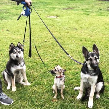 The k9 Professionals - Group classes - Pet Training Near Me - Boise, California The k9 Professionals - Group classes - Pet Training Near Me - Boise, California