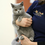 Princeton Animal Hospital & Carnegie Cat Clinic
