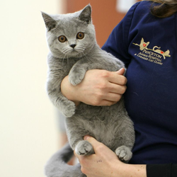 Princeton Animal Hospital & Carnegie Cat Clinic - "I love visiting Carnegie Cat Clinic. I get so much love, attention & cuddles. And I never hear, see or smell dogs. Thanks for that!"