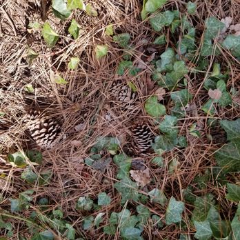 Lawn & Order Landscaping - Pine cones all over - Landscaping Near Me - Cary, North Carolina Lawn & Order Landscaping - Pine cones all over - Landscaping Near Me - Cary, North Carolina