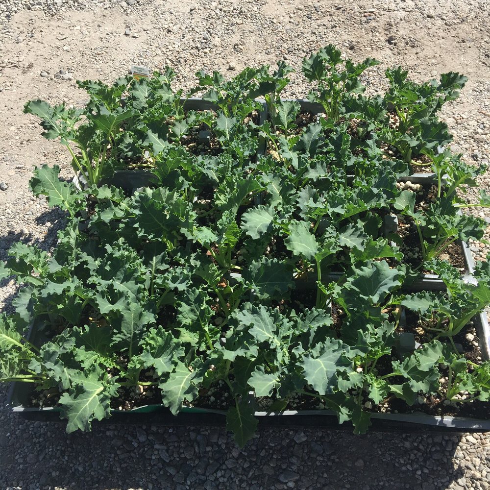 Certified Plant Growers - This curly leaf kale heirloom. For the whole flat $10.50 Out the door. - Nurseries & Gardening Near Me - Norwalk, California Certified Plant Growers - This curly leaf kale heirloom. For the whole flat $10.50 Out the door. - Nurseries & Gardening Near Me - Norwalk, California