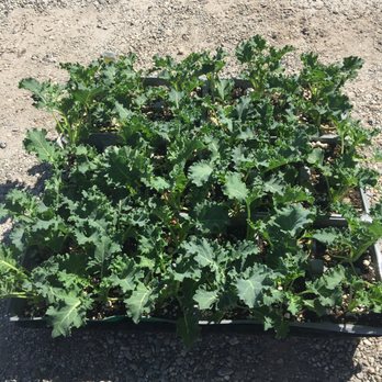 Certified Plant Growers - This curly leaf kale heirloom. For the whole flat $10.50 Out the door. - Nurseries & Gardening Near Me - Norwalk, California Certified Plant Growers - This curly leaf kale heirloom. For the whole flat $10.50 Out the door. - Nurseries & Gardening Near Me - Norwalk, California