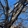 Photo of G Solis Tree Services