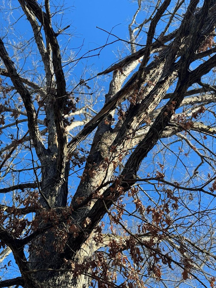 G Solis Tree Services
