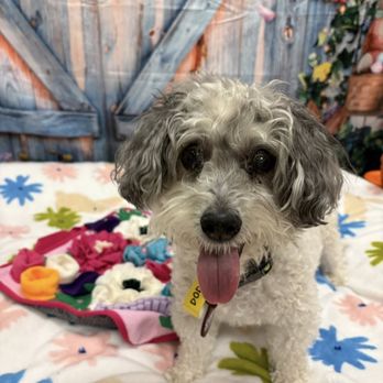 Camp Bow Wow - Pet Groomers Near Me - Mckinney, Texas